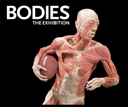 cuerpo humano organos. apreciar el cuerpo humano